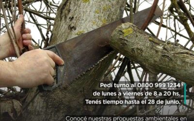 Comienza el período de poda autorizado en el arbolado público
