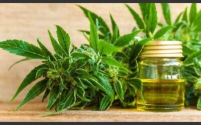 Boletín Oficial: avanza el ensayo clínico con cannabis en el Hospital «El Cruce»