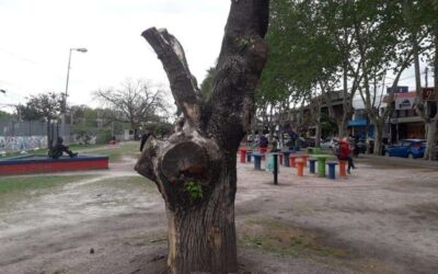 La salud del árbol Calegari