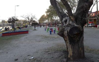 El árbol seco de la plaza Calegari