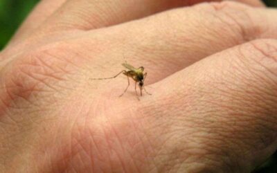 Refuerzan acciones preventivas contra el dengue