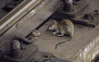 Coronavirus:  Las ratas en la estación de trenes de Florencio Varela salen de a decenas a buscar comida