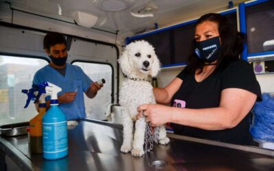 Campaña de castración gratuita en el barrio General San Martín