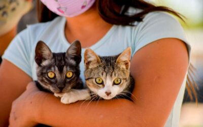 Mascotas: el móvil veterinario municipal atenderá gratuitamente en Villa Vatteone