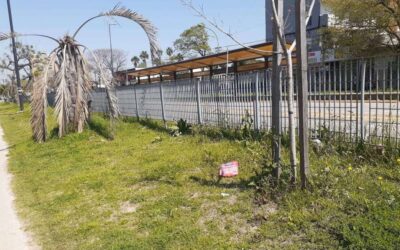 A  2 años de la inauguración el Metrobus tiene 150 árboles secos y abandonados