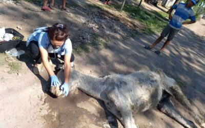 Rescataron a un caballo herido y abandonado en la vía pública