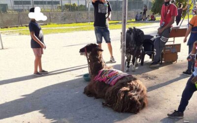 Fotos con los animales en la plaza Calegari: ¿Maltrato animal?