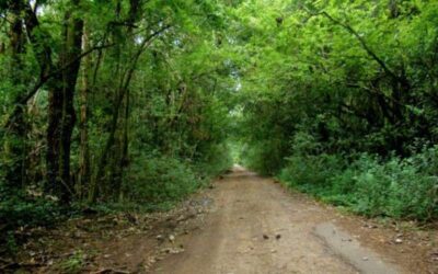 Hallan colgado de un árbol el cuerpo de una mujer en el Parque Pereyra