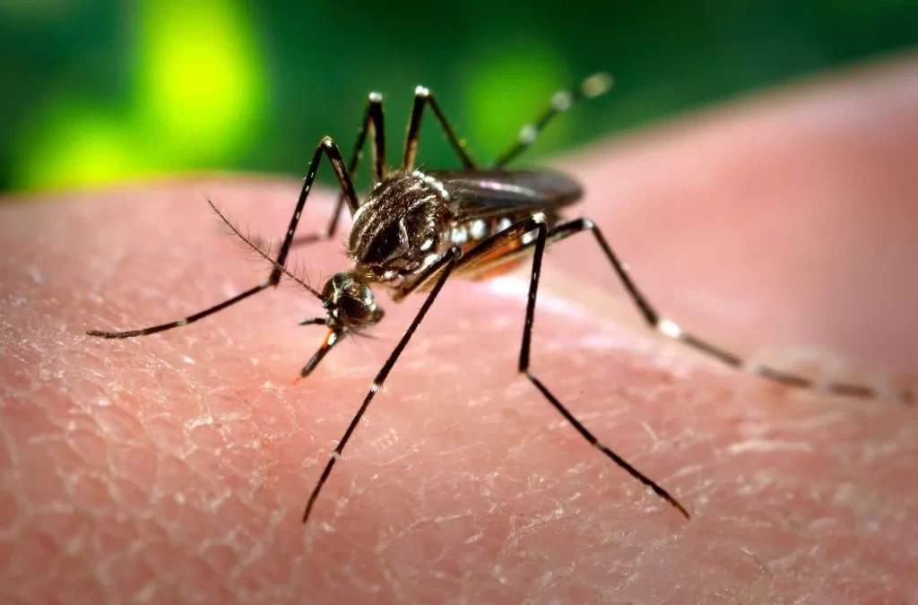La invasión de mosquitos no da tregua: hasta cuándo durará