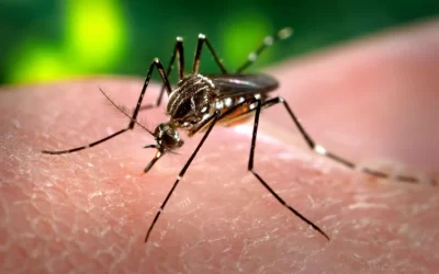 La invasión de mosquitos no da tregua: hasta cuándo durará