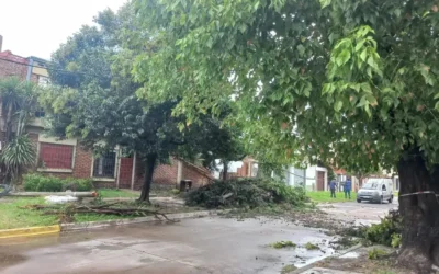 EL TEMPORAL EN FLORENCIO VARELA: Vecinos angustiados, árboles arrancadas de raíz,  postes de luz caídos y voladura de techos