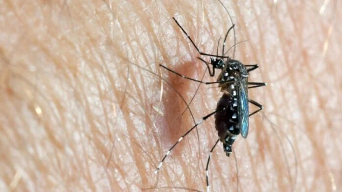 Dengue en la provincia: los casos rozan los 90 mil y las muertes llegan a 53