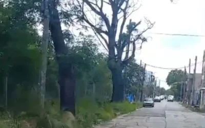 Lomas de Monteverde: Reclamo de vecinos por la existencia de  grandes terrenos baldíos con pastos altos: “Problemas sanitarios y focos de inseguridad”