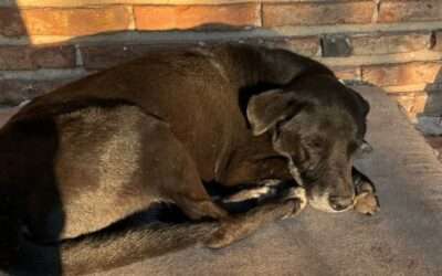 CRUELDAD ANINAL : Envenenaron a 10 perros en refugio de mascotas en La Capilla y su directora denunció que “están siendo víctimas de un ataque planificado”
