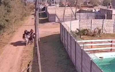 Bosques: iban a caballo, robaron una cabra de una finca y atacaron a un policía que les pidió identificación