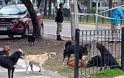Proteccionistas locales marcharán en reclamo de castraciones masivas de perros y gatos en Florencio Varela