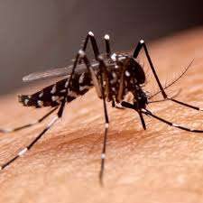 Florencio Varela Municipio contra el dengue