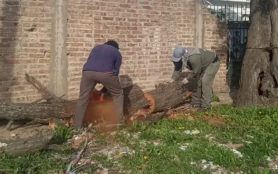 RESPUESTA OFICIAL A PUBLICACION DE LA COLMENA. Árbol cayó sobre un auto: vecina había denunciado riesgo de caída