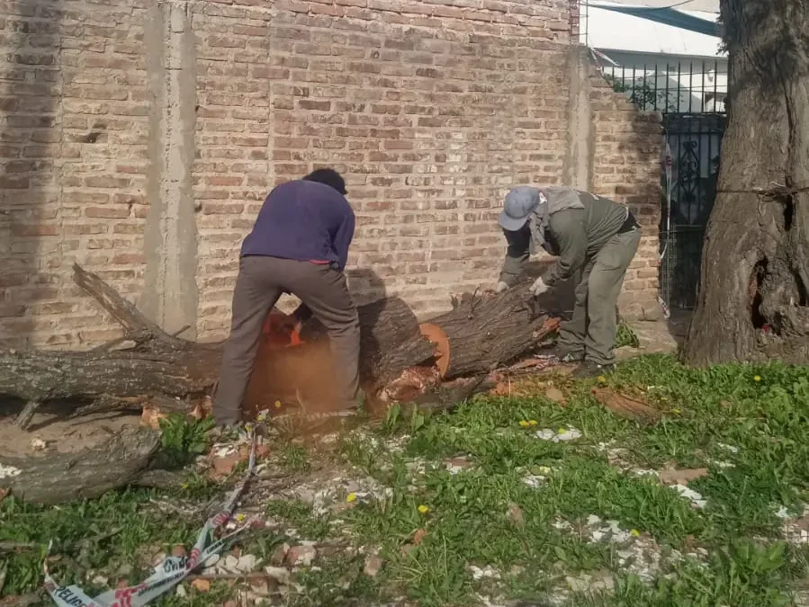 RESPUESTA OFICIAL A PUBLICACION DE LA COLMENA. Árbol cayó sobre un auto: vecina había denunciado riesgo de caída
