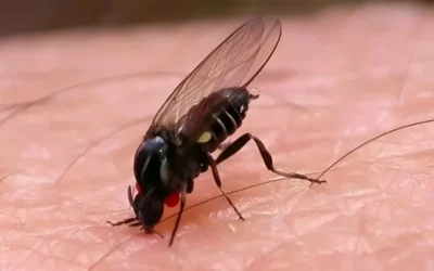 Barigüí, el nuevo insecto que invade Buenos Aires: cómo prevenir sus ataques