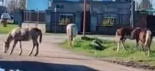 Vecinos denuncian por caballos sueltos en la vía pública en Villa Argentina