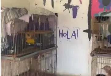 Horror en Ingeniero Allan: Tenía 87 perros hacinados para vender y cayó por una denuncia proteccionista