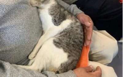 Denuncian mala praxis en el Centro Veterinario Municipal de Florencio Varela  tras la muerte de un gato