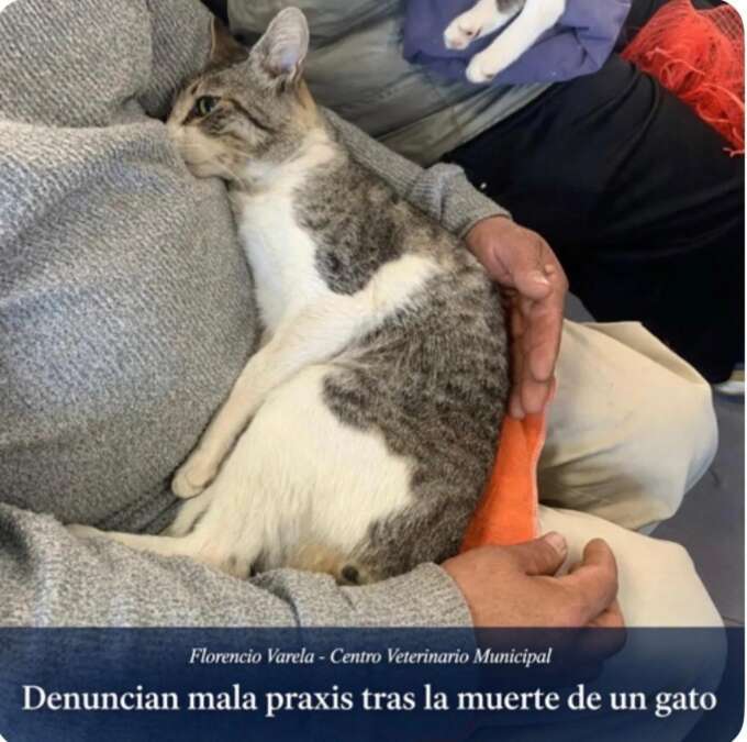gato con la leyenda